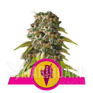 Cookies Gelato - Royal Queen Seeds