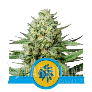 Tatanka Pure CBD - Royal Queen Seeds