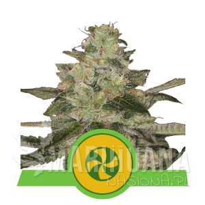 Sweet ZZ Automatic - Royal Queen Seeds