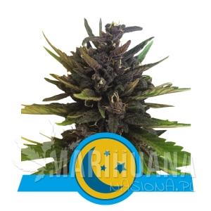 Purplematic CBD Auto - Royal Queen Seeds