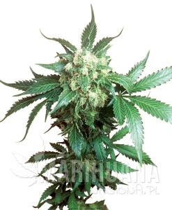 Black Domina - SENSI SEEDS