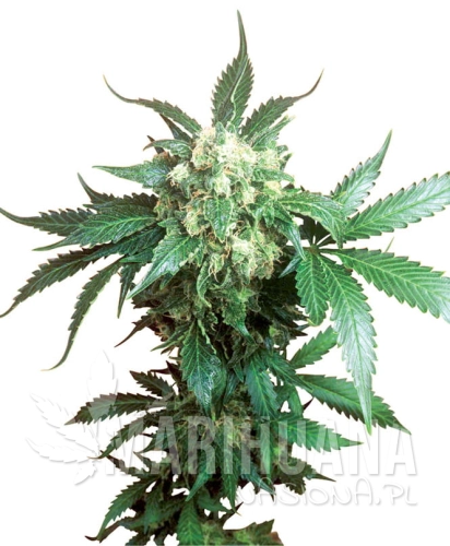 black-domina-sensiseeds.jpg
