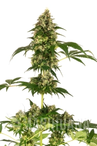 Cobalt Haze - SENSI SEEDS