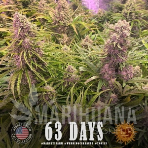 Wedding Cake Auto - BARNEY'S FARM