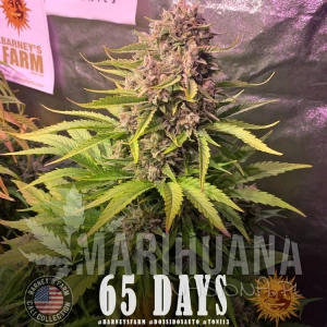 Dos Si Dos Auto - BARNEY'S FARM