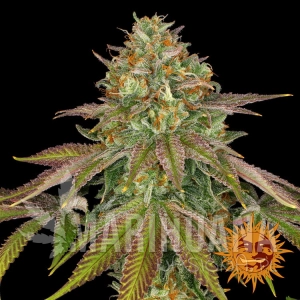 Wedding Cake - BARNEY'S FARM