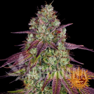 Mimosa EVO - BARNEY'S FARM