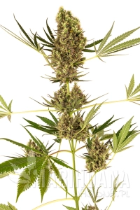 Alpine Delight CBD Auto - SENSI SEEDS