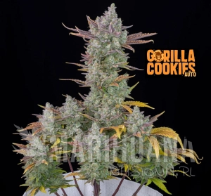 Gorilla Cookies Auto - FASTBUDS