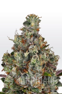 Rainbow Road - Paradise Seeds