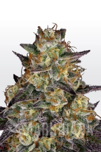 El Dorado OG - Paradise Seeds
