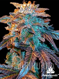 Auto Gelato - FEMALE SEEDS