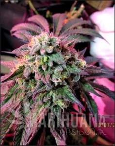 Cherry Pie - FEMALE SEEDS