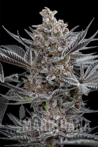 Forbidden Dream - HUMBOLDT SEED