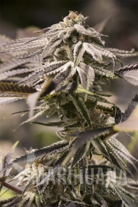 Passion Fruit Punch - HUMBOLDT SEED