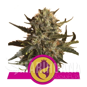 Mother Gorilla - ROYAL QUEEN SEEDS