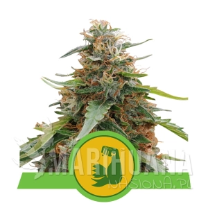 Hulkberry Automatic - ROYAL QUEEN SEEDS
