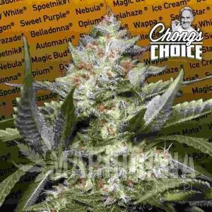 Auto Kong 4 - PARADISE SEEDS