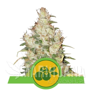 Haze Berry Automatic - ROYAL QUEEN SEEDS