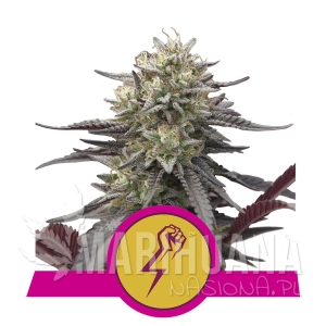 Green Crack Punch - ROYAL QUEEN SEEDS