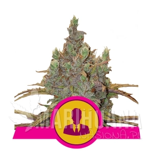 El Patron - ROYAL QUEEN SEEDS