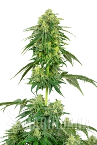 Strawberry Kush - WHITE LABEL