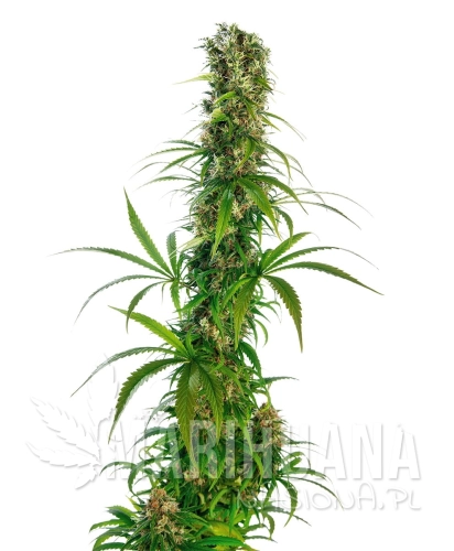 michka-sensiseeds.jpg