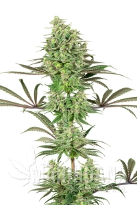 Double Banana Kush - WHITE LABEL