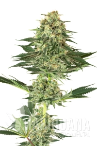 Banana Kush - WHITE LABEL