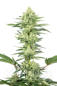 White Gorilla Haze - WHITE LABEL