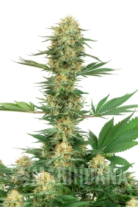 Gelato #420 - WHITE LABEL