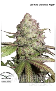 CBD Auto Charlotte's Angel - DUTCH PASSION