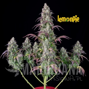 Lemon Pie Auto - FastBuds