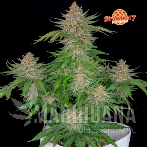 Strawberry Pie Auto - FastBuds - 