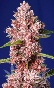 Tropicanna Poison F1 Fast Version - SWEET SEEDS
