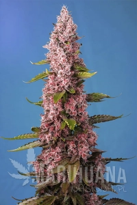 Red Hot Cookies - SWEET SEEDS