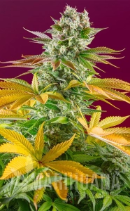 Gorilla Girl F1 Fast Version - SWEET SEEDS