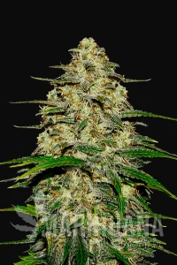 Wedding Cheesecake Auto - FASTBUDS 