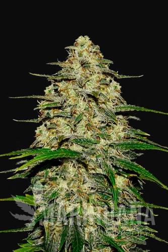 Wedding Cheesecake Auto - FASTBUDS.jpg