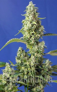 Gorilla Girl XL Auto - SWEET SEEDS
