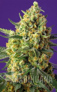 Crystal Candy XL Auto - SWEET SEEDS