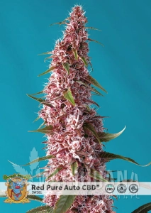Red Pure Auto CBD - SWEET SEEDS