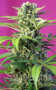 Chem Beyond Diesel CBD - SWEET SEEDS