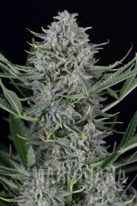 Cookies Autoflowering - DINAFEM