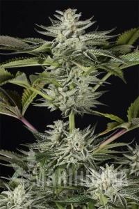 Ocean Grown Cookies - DINAFEM