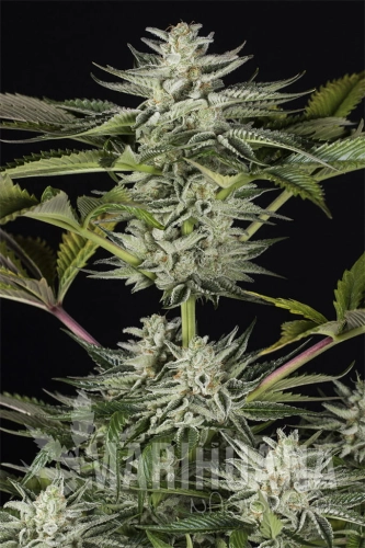 0003171-ocean-grown-cookies-1.jpg