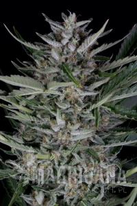 Gorilla Autoflowering - DINAFEM