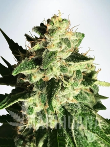 Auto God's Glue - MINISTRY OF CANNABIS