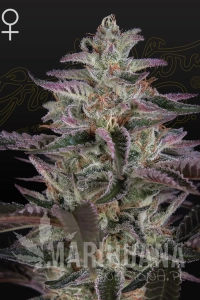 Banana Krumble - GREEN HOUSE SEEDS
