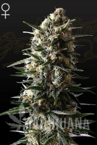 Bubba Slush - GREEN HOUSE SEEDS